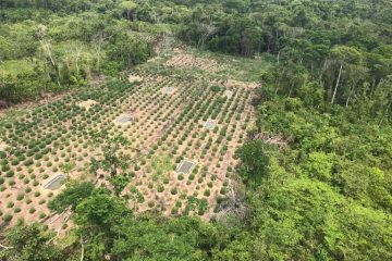 Operação destrói 360 mil pés de maconha no Maranhão e Pará