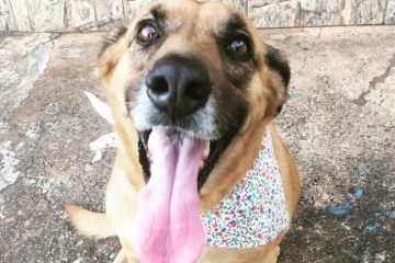 Cadela atropelada em Monlevade é adotada após recuperar de cirurgia
