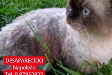 Gato desaparecido no bairro Jardim das Oliveiras em Itabira