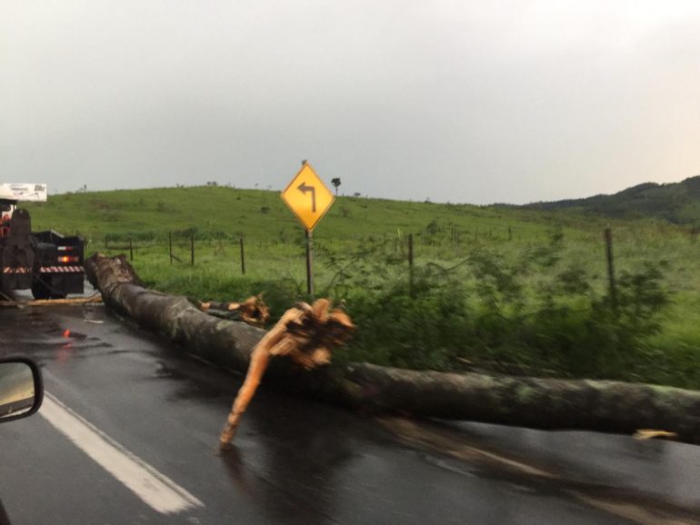 Queda de árvores leva risco a motoristas na BR-381