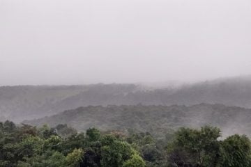 Queda de árvore no Jacuí e Defesa Civil alerta a 21 pontos de risco em Monlevade