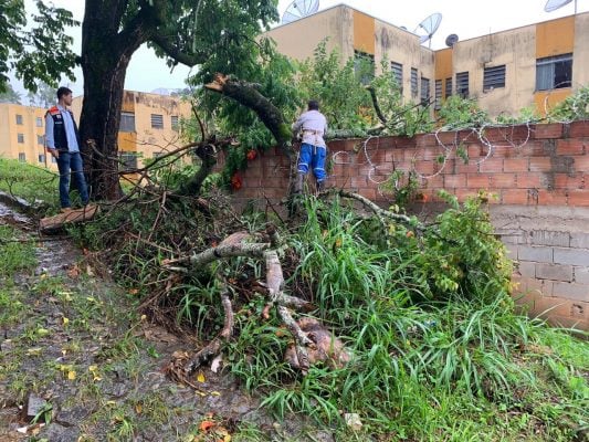 Chuva intensa em Itabira faz estragos e árvores ficam no chão nesta sexta