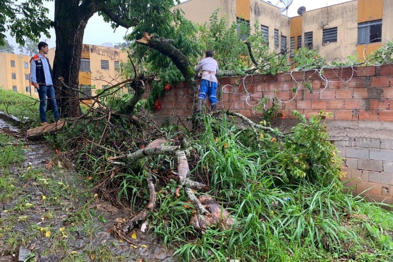 Chuva intensa em Itabira derruba árvores em pontos diferentes da cidade