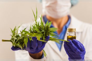 Belo Horizonte terá laboratório especializado em produtos de Cannabis