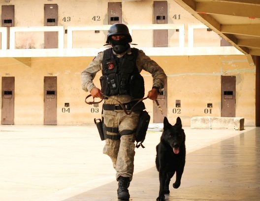 Cães ajudam na rotina de segurança das unidades prisionais do Estado