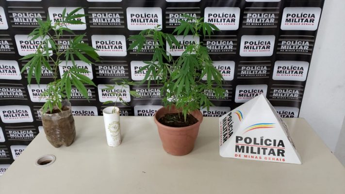 jovem-e-preso-com-4-pes-de-maconha-dentro-de-casa-em-monlevade