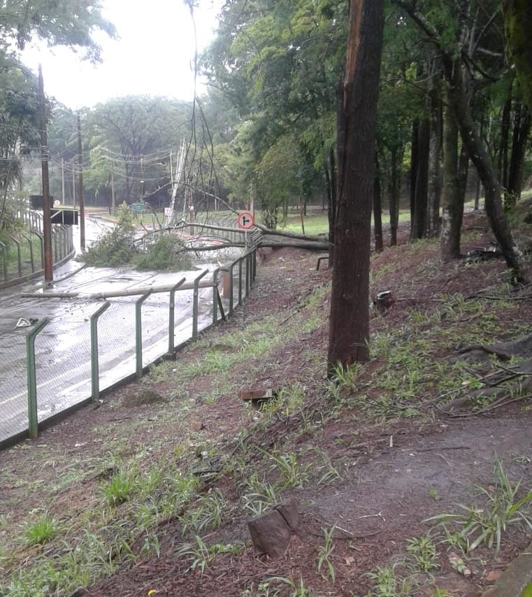 Queda de árvore interdita trecho entre os bairros Campestre e Pedreira