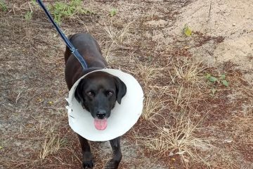 Ampari busca voluntários para ajudar nos cuidados de cães castrados