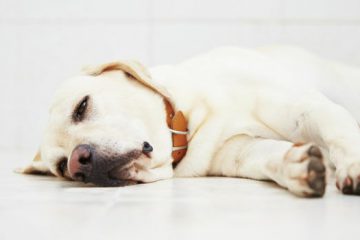 Parvovirose: o que é e como proteger os cães dessa doença?