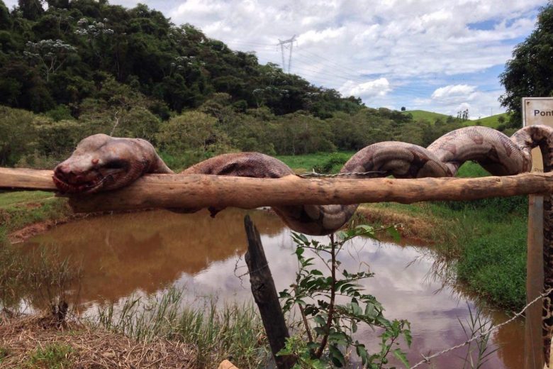 Cobra de quase três metros é encontrada em Ipoema