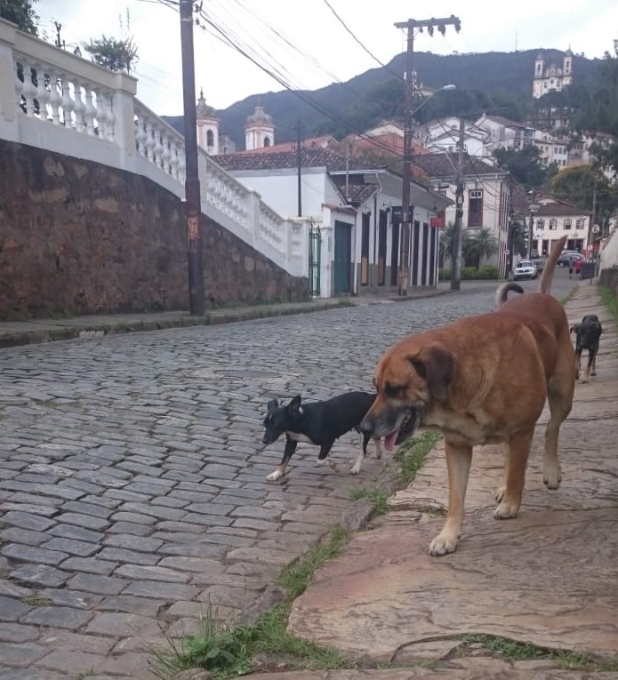 Em tempos de pandemia, Prefeitura de Ouro Preto pede ajuda da população no cuidado aos animais de rua