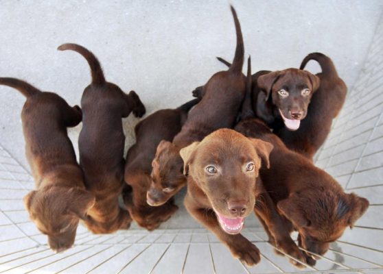 animais coronavírus