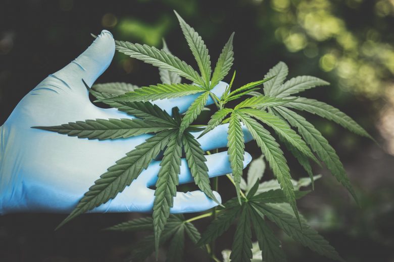 Anvisa libera o décimo produto medicinal à base de cannabis