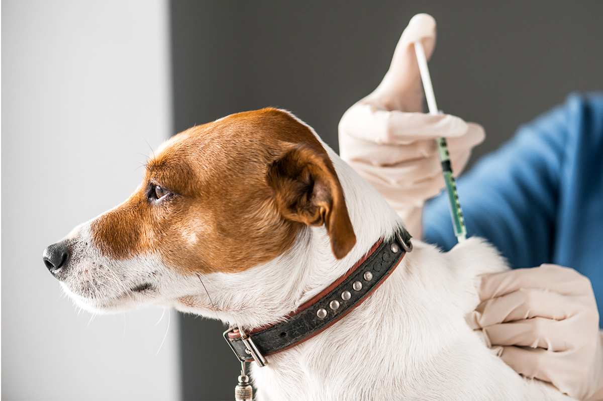 Saiba como realizar a imunização vacinal em cães