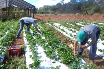Prefeitura de Conceição do Mato Dentro realiza palestra sobre direito trabalhista para produtores rurais