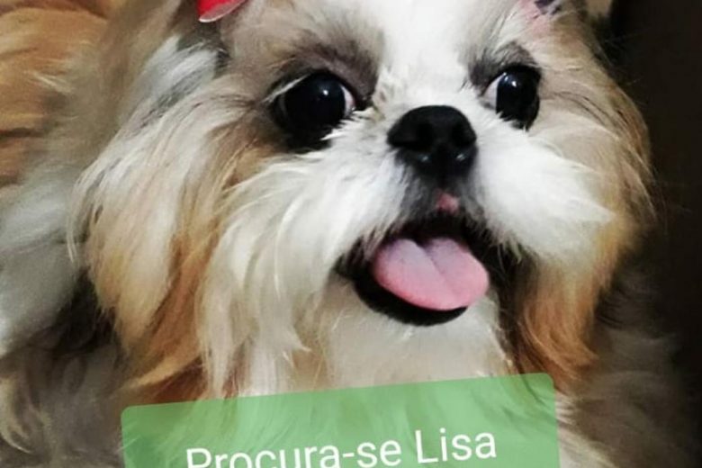Cachorrinha desaparecida: alguém viu a Lisa? Cachorrinha desaparecida: alguém viu a Lisa?