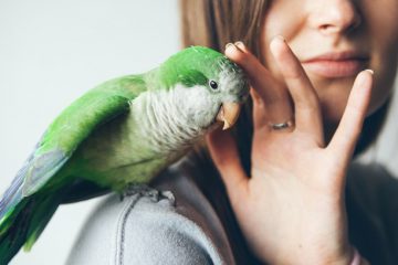 Como e quais as condições para legalizar um animal silvestre?