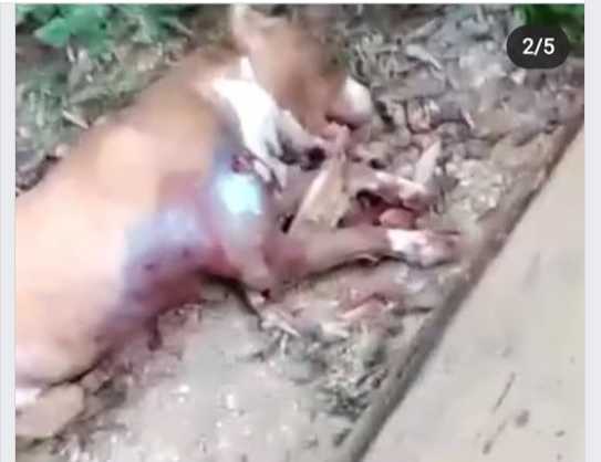 Morte de cachorro durante operação da PM repercute em Conceição do Mato Dentro