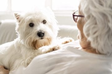 Conexão intensa com cachorro reduz risco de depressão e ansiedade