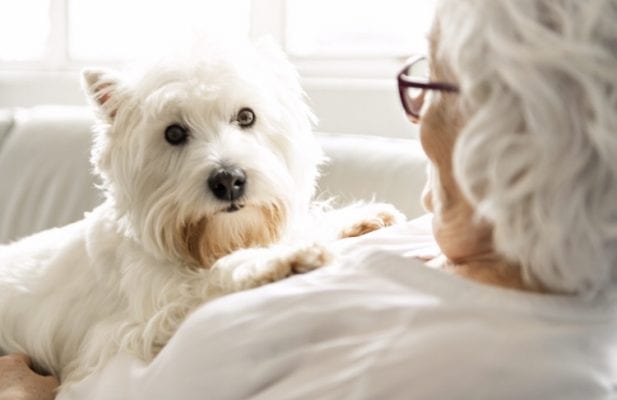 Conexão intensa com cachorro reduz risco de depressão e ansiedade