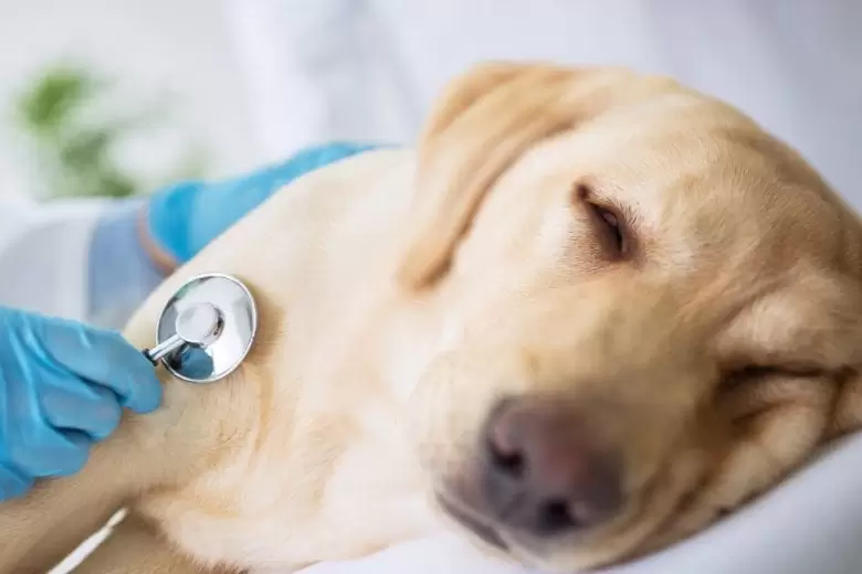 O que é a doença canina cinomose e como preveni-la