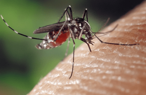 Brasil recebe remessa de 750 mil doses da vacina contra a dengue