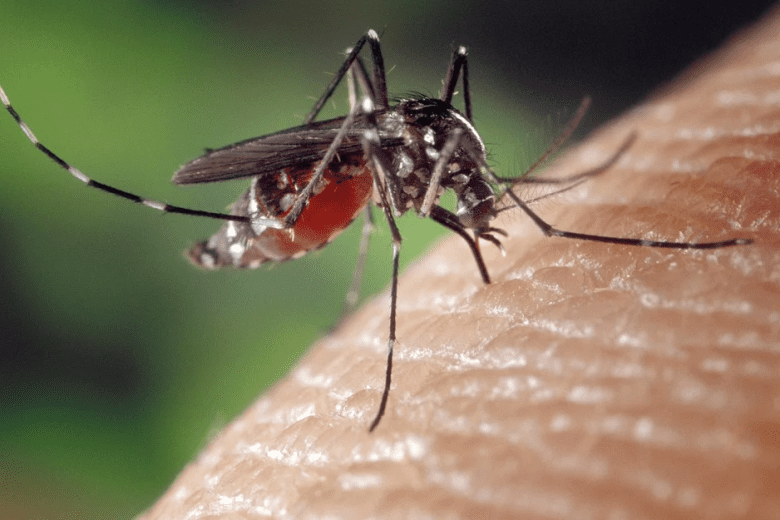 Brasil recebe remessa de 750 mil doses da vacina contra a dengue