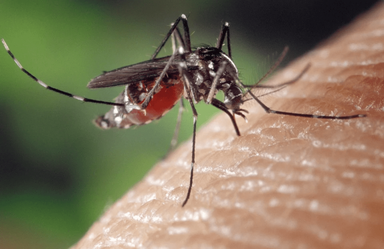 Monlevade chega a 2.162 casos de Dengue; confira a incidência por bairros