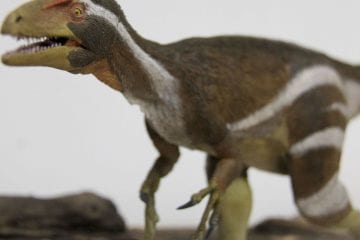 Cientistas descobrem duas novas espécies de dinossauro na China