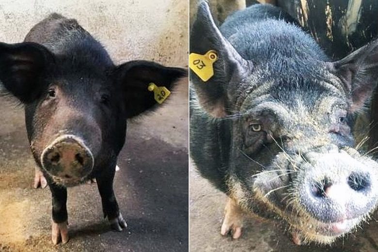 Justiça impede eutanásia de javaporcos resgatados em áreas evacuadas em Barão de Cocais