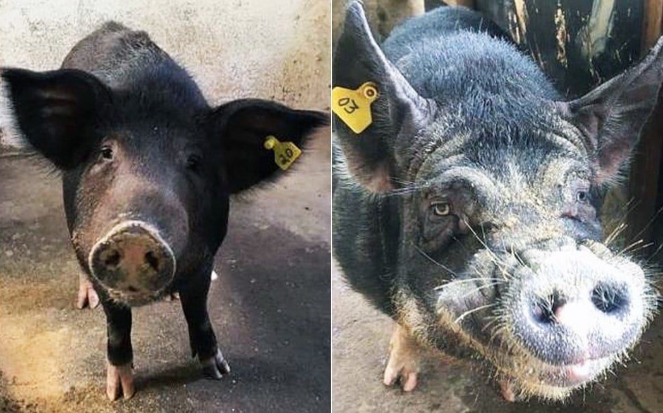 Justiça impede eutanásia de javaporcos resgatados em áreas evacuadas em Barão de Cocais