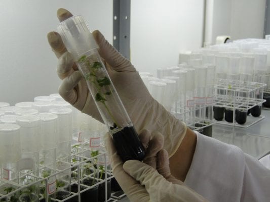 Epamig oferece oportunidades de iniciação científica para jovens universitários