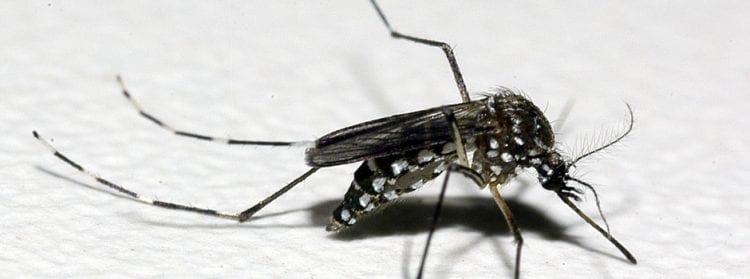 dengue