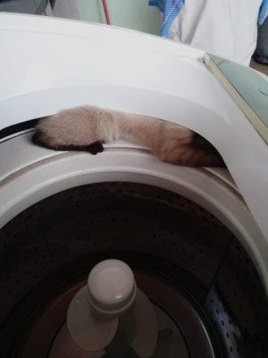 gato-fica-preso-em-maquina-de-lavar-e-e-resgatado-pelos-bombeiros