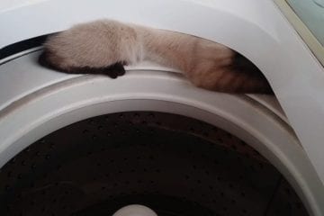 Gato fica preso em máquina de lavar e é resgatado pelos bombeiros