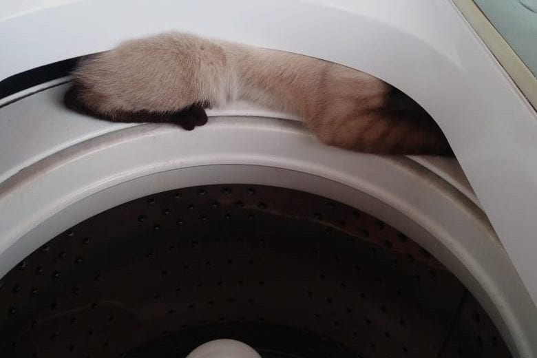 Gato fica preso em máquina de lavar e é resgatado pelos bombeiros