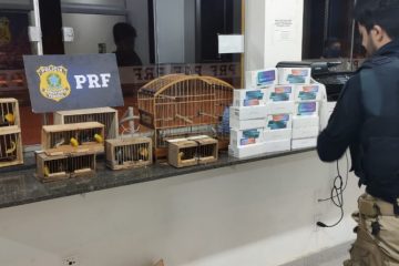 PRF apreende aves silvestres e celulares sem NF em van em João Monlevade