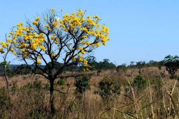 Projetos de conservação do Cerrado podem receber até US$ 30 mil