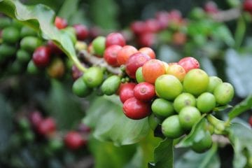 Inscrições do Concurso de Cafés de Qualidade de Minas terminam na terça (8)