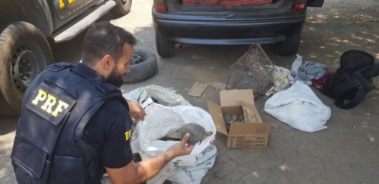 prf-resgata-papagaios-jabutis-e-cagados-do-trafico-de-animais