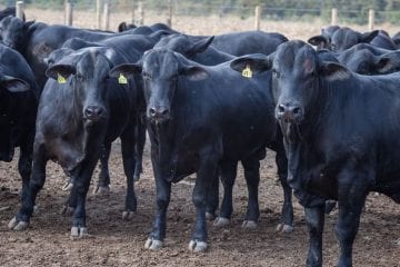 Primeira etapa de vacinação contra a brucelose está na reta final em Minas