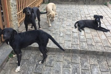 Cachorros abandonados geram incômodo a moradores no bairro Paineiras, em Monlevade