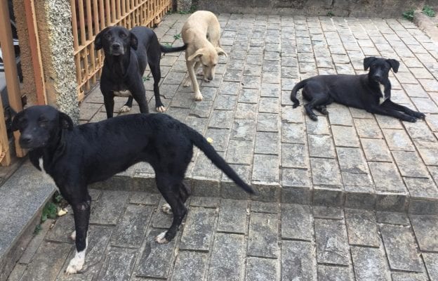 Cachorros abandonados em bairro de Monlevade gera incômodo a moradores