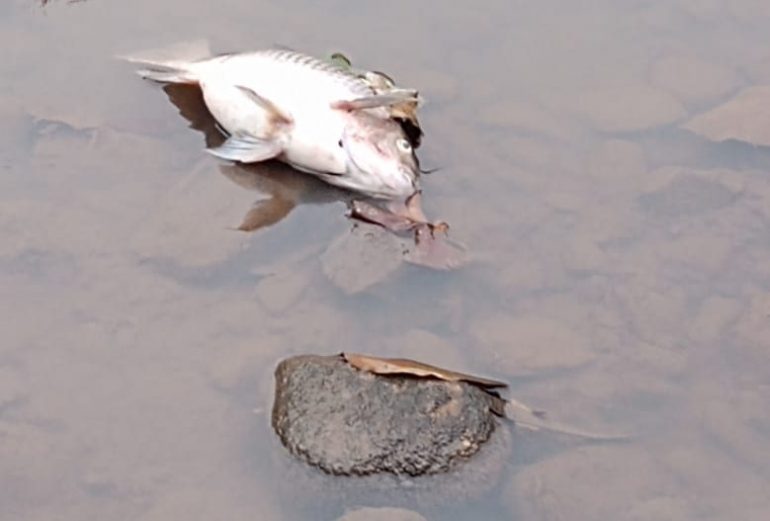 Morte repentina de peixes no Rio Piracicaba assusta moradores