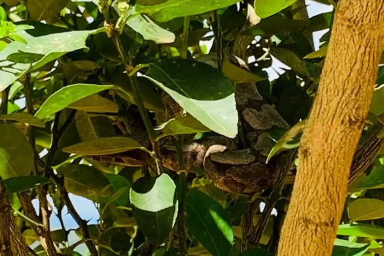 Jiboia é capturada em pé de limão no interior de Minas