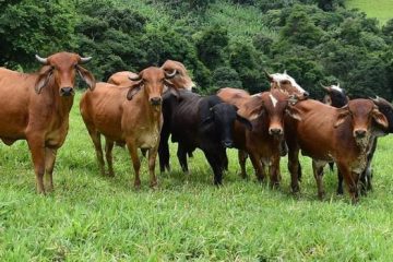 Doença da vaca louca: Brasil suspende exportações para a China