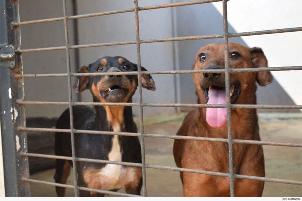 Homem que maltratou cães em Barão de Cocais é condenado pela Justiça