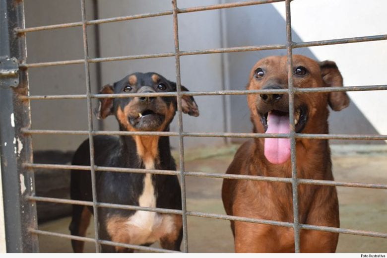 Homem que maltratou cães em Barão de Cocais é condenado pela Justiça