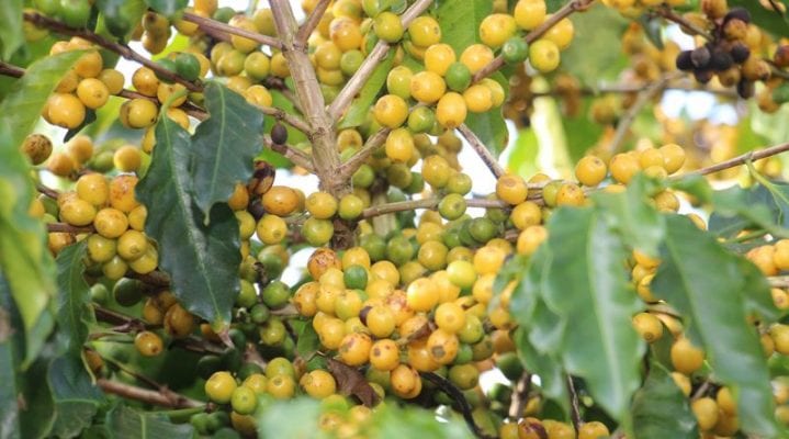 cafés da epamig ganham concurso de cafés do cerrado
