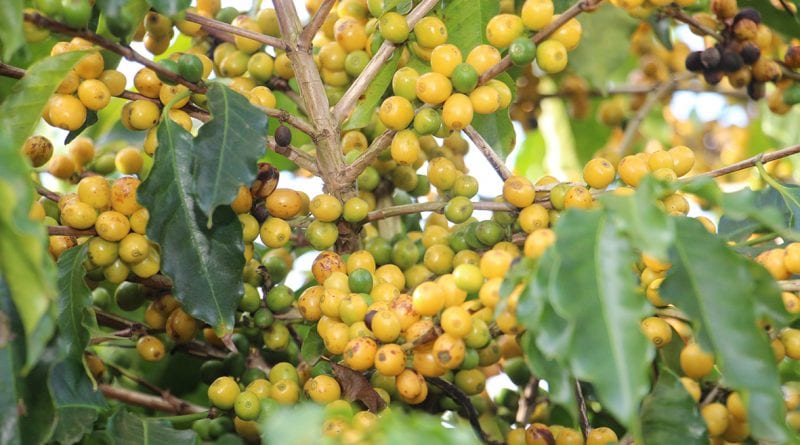 Cafés desenvolvidos pela EPAMIG ganham Prêmio de Cafés do Cerrado